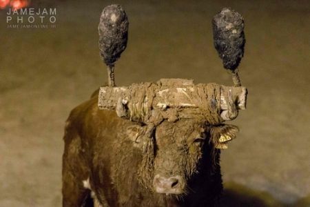   اخبار گوناگون ,خبرهای  گوناگون  , جشنواره آتش گاو