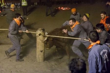   اخبار گوناگون ,خبرهای  گوناگون  , جشنواره آتش گاو