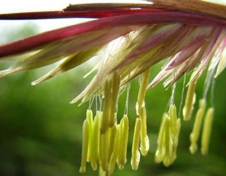 اخبار,اخبارگوناگون,بامبو