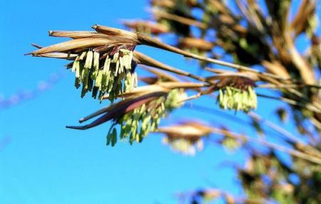 اخبار,اخبارگوناگون,بامبو 