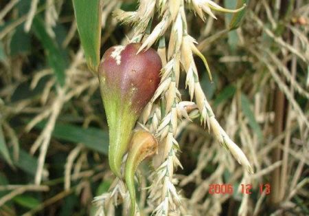 اخبار,اخبارگوناگون,بامبو