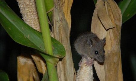 اخبار,اخبارگوناگون,بامبو