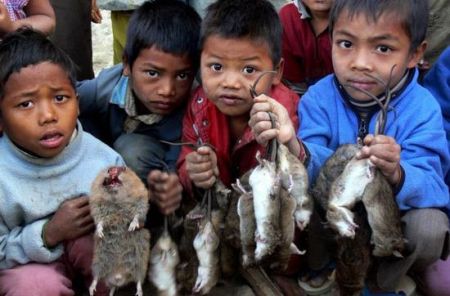 اخبار,اخبارگوناگون,بامبو