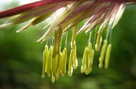 اخبار,اخبارگوناگون,بامبو