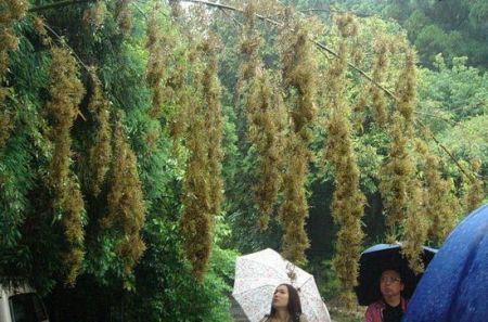 اخبار,اخبارگوناگون,بامبو