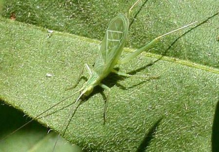 اخبار,اخبارگوناگون,طبیعت