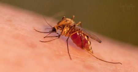 اخبار,اخبارگوناگون,طبیعت