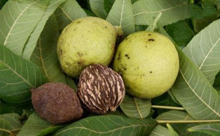 اخبار,اخبارگوناگون,طبیعت