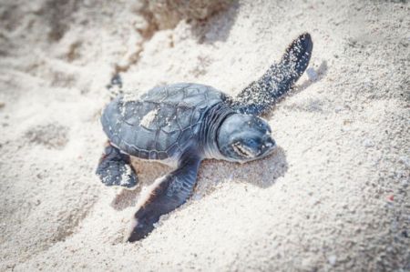 اخبار,اخبار گوناگون,آلودگی نور چطور به جهان صدمه می‌زند؟