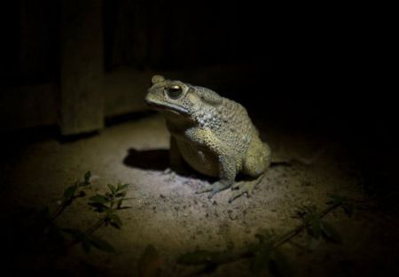 اخبار,اخبار گوناگون,آلودگی نور چطور به جهان صدمه می‌زند؟