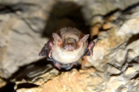 اخبار,اخبار گوناگون,آلودگی نور چطور به جهان صدمه می‌زند؟