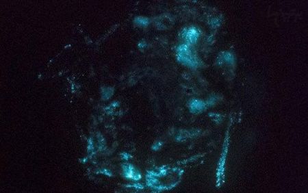 اخبار,اخبارگوناگون,طبیعت