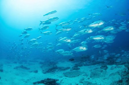 اخبار,اخبار گوناگون,آلودگی نور چطور به جهان صدمه می‌زند؟