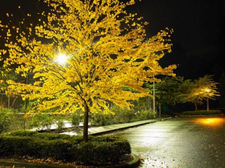 اخبار,اخبار گوناگون,آلودگی نور چطور به جهان صدمه می‌زند؟