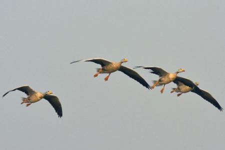 اخبار,اخبار گوناگون,آلودگی نور چطور به جهان صدمه می‌زند؟