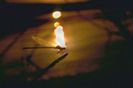 اخبار,اخبار گوناگون,آلودگی نور چطور به جهان صدمه می‌زند؟