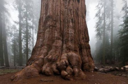 اخبار,اخبارگوناگون,گیاهان باورنکردنی که از دل فیلم هایی تخیلی بیرون آمده اند