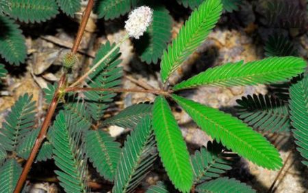 اخبار,اخبارگوناگون,گیاهان باورنکردنی که از دل فیلم هایی تخیلی بیرون آمده اند