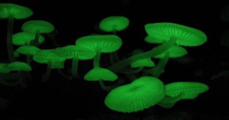 اخبار,اخبارگوناگون,گیاهان باورنکردنی که از دل فیلم هایی تخیلی بیرون آمده اند