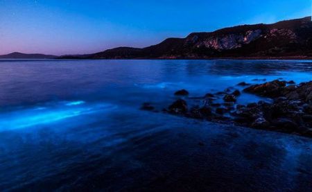 اخبار,اخبارگوناگون,گیاهان باورنکردنی که از دل فیلم هایی تخیلی بیرون آمده اند