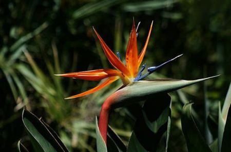 اخبار,اخبارگوناگون,گیاهان باورنکردنی که از دل فیلم هایی تخیلی بیرون آمده اند