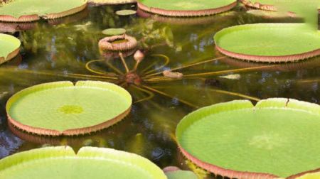اخبار,اخبارگوناگون,گیاهان باورنکردنی که از دل فیلم هایی تخیلی بیرون آمده اند