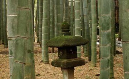 اخبار,اخبارگوناگون,گیاهان باورنکردنی که از دل فیلم هایی تخیلی بیرون آمده اند