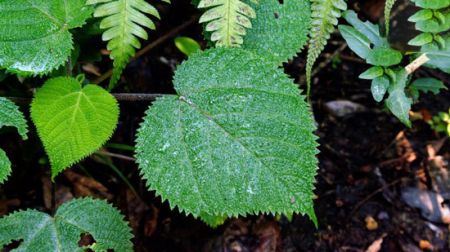 اخبار,اخبارگوناگون,گیاهان باورنکردنی که از دل فیلم هایی تخیلی بیرون آمده اند