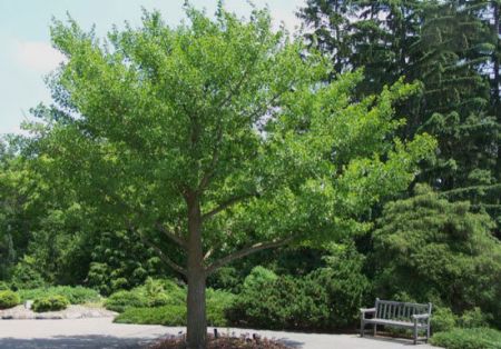 اخبار,اخبارگوناگون,گیاهان باورنکردنی که از دل فیلم هایی تخیلی بیرون آمده اند