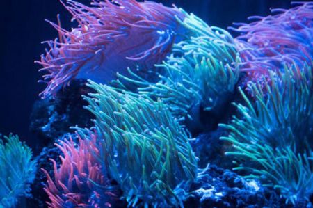 اخبار,اخبارگوناگون,گیاهان باورنکردنی که از دل فیلم هایی تخیلی بیرون آمده اند