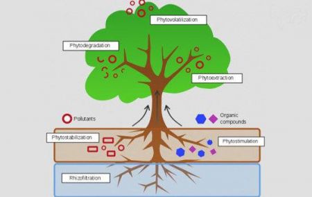 اخبار,اخبارگوناگون,طبیعت