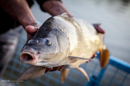 اخبار,اخبارگوناگون, مسابقه ماهیگیری ورزشی در تهران
