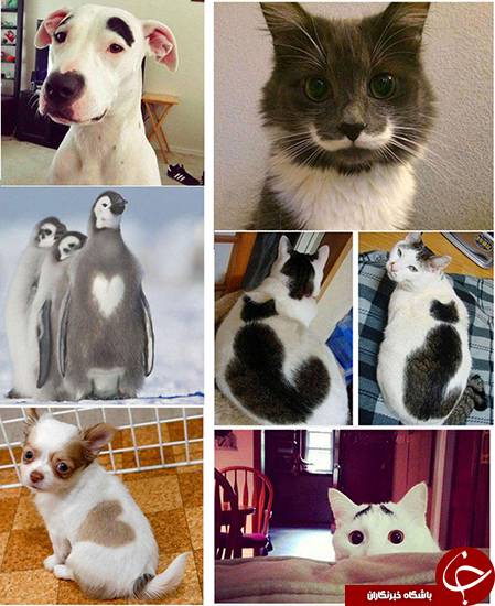 اخبار,اخبارگوناگون, طرح عجیب روی بدن حیوانات