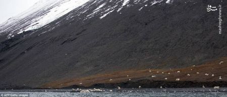 اخبار,اخبارگوناگون,خرس قطبی