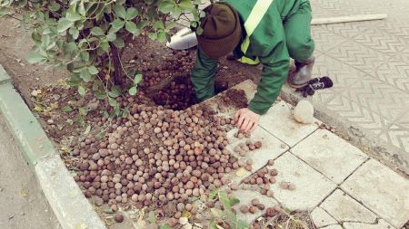   اخبار گوناگون,خبرهای  گوناگون ,انبار گردوهای یک موش در نارمک