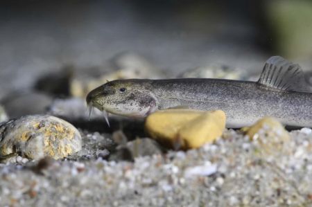 اخبار,اخبار گوناگون,گونه‌های جانوری شناسایی شده در سال ۲۰۱۷