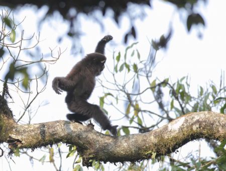 اخبار,اخبار گوناگون,گونه‌های جانوری شناسایی شده در سال ۲۰۱۷