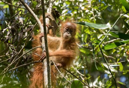 اخبار,اخبار گوناگون,گونه‌های جانوری شناسایی شده در سال ۲۰۱۷