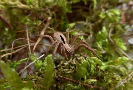 اخبار,اخبار گوناگون,گونه‌های جانوری شناسایی شده در سال ۲۰۱۷