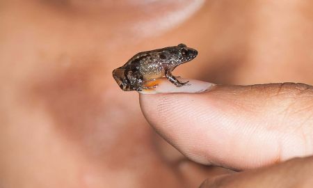 اخبار,اخبار گوناگون,گونه‌های جانوری شناسایی شده در سال ۲۰۱۷