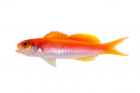 اخبار,اخبار گوناگون,گونه‌های جانوری شناسایی شده در سال ۲۰۱۷