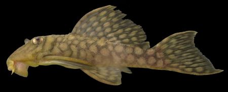 اخبار,اخبار گوناگون,گونه‌های جانوری شناسایی شده در سال ۲۰۱۷