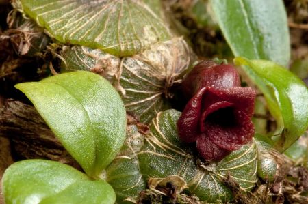 اخبار,اخبار گوناگون,گونه‌های جانوری شناسایی شده در سال ۲۰۱۷