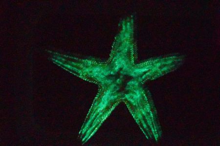 اخبار,اخبار گوناگون,گونه‌های جانوری شناسایی شده در سال ۲۰۱۷