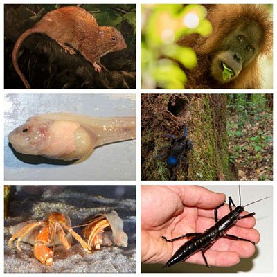 اخبار,اخبار گوناگون,مهمترین کشف دنیای حیوانات در ۲۰۱۷