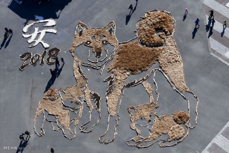 اخبار,اخبار گوناگون,سال سگ