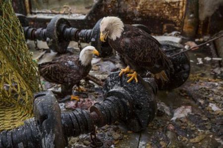 اخبار,اخبار گوناگون,شهری در محاصره عقاب‌ها