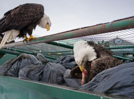 اخبار,اخبار گوناگون,شهری در محاصره عقاب‌ها