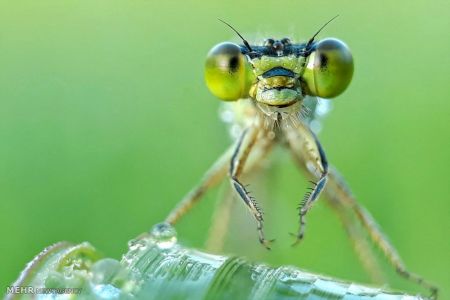 اخبار,اخبار گوناگون,حشرات