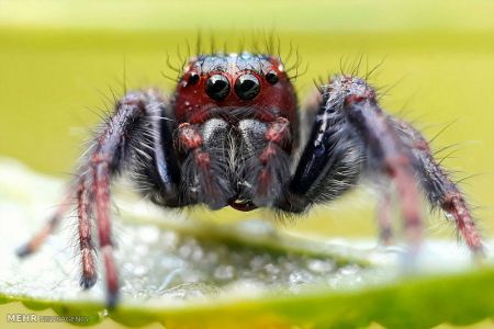 اخبار,اخبار گوناگون,حشرات